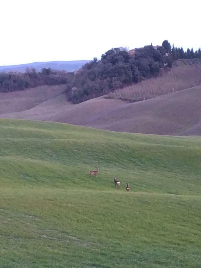 Appartamento Crete Senesi Castelnuovo Berardenga Esterno foto
